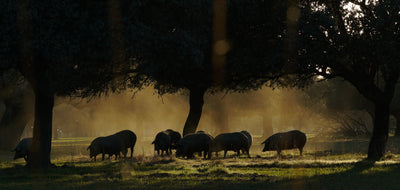 What is the mountain? The last and most important stage of the Iberian pig