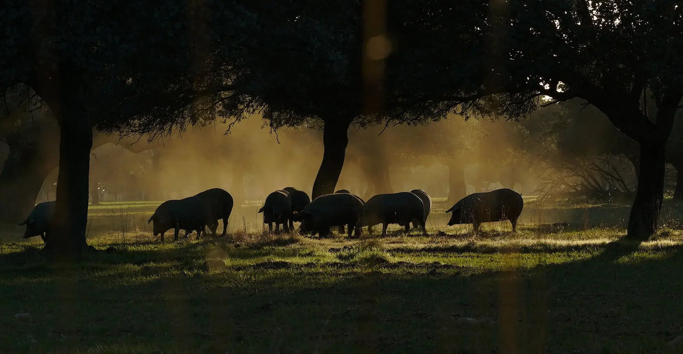 El cerdo ibérico: razas, características y te explicamos por qué es único
