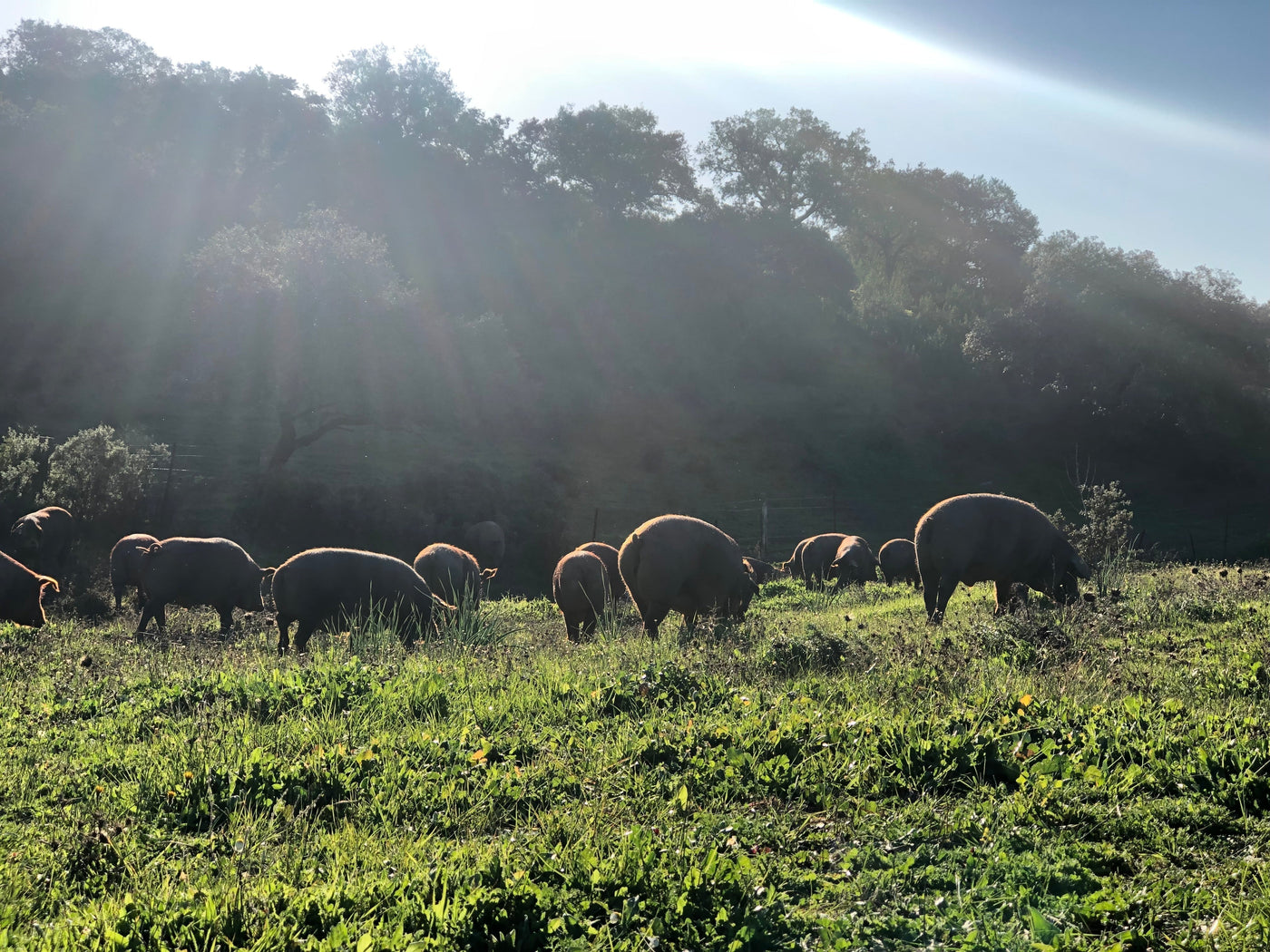 Montanera 2025/26: te contamos lo esencial y te animamos a vivirla con Torreón