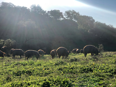 Montanera 2025/26: te contamos lo esencial y te animamos a vivirla con Torreón